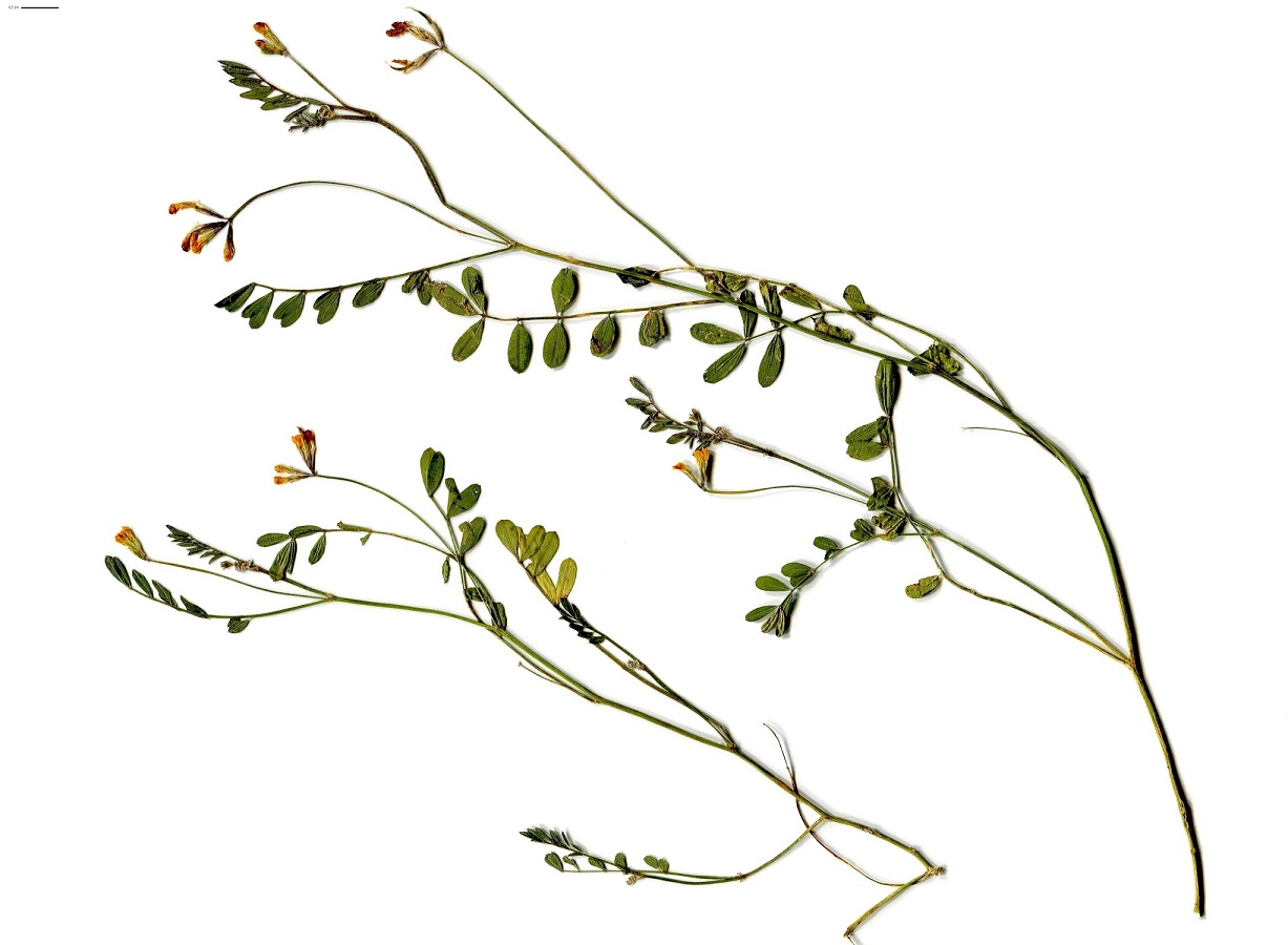 Ornithopus pinnatus (Fabaceae)